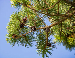 ponderosa pine tree
