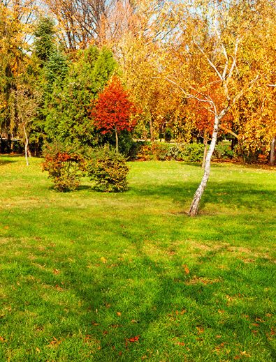 yard in the fall